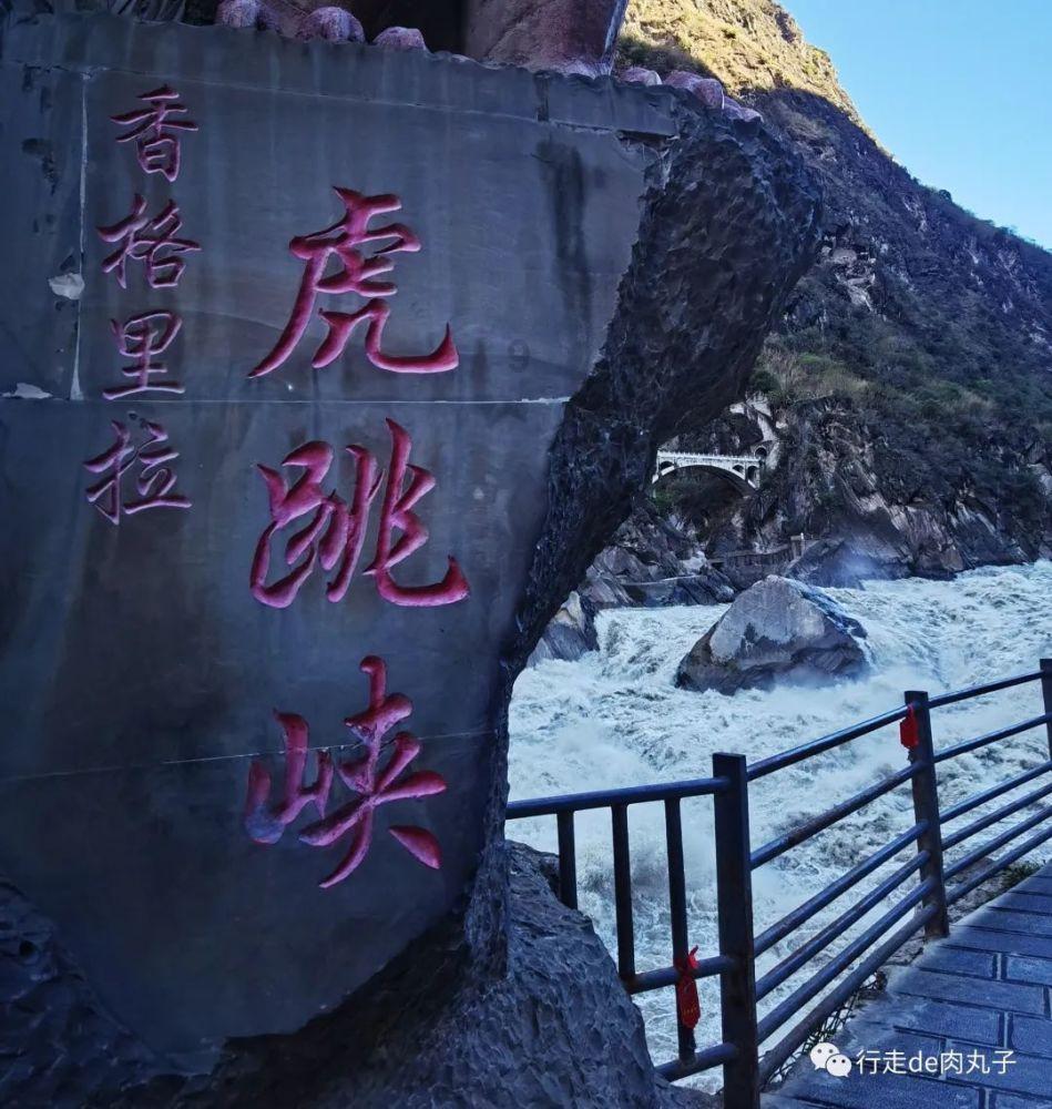 拯救机灵鸟